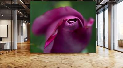 Purple Rose Wall mural