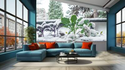 A winter garden in growing zone 8 is filled with broccoli, kale and collards greens. It's covered in a fresh blanket of snow, but is cold hardy and will recover. Wall mural