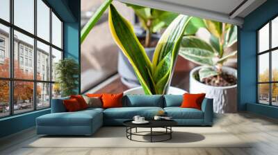 A young growing snake plant (Dracaena trifasciata, Mother-in-Law's Tongue) sits in a small white pot as a houseplant by a window with new leaves sprouting up Wall mural