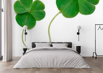 Clover leaf png background Wall mural