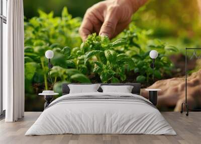 Close-up of hand tending to vegetable garden with green leafy plants, showcasing care and growth in a natural setting. Wall mural