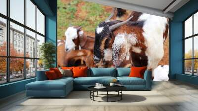 Goat taking rest Wall mural