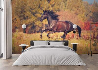 Dark brown trotter horse galloping on the differnt color autumn trees background Wall mural