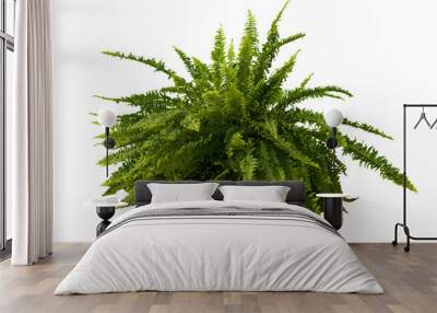 Cut out fern plant in a pot, home decoration isolated Wall mural