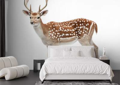 Deer standing with detailed fur and antlers on a white background. PNG transparent. Wall mural