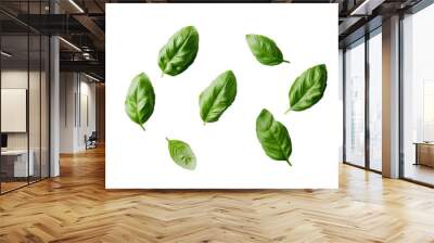 Fresh basil leaves arranged in a row, isolated on white. Wall mural