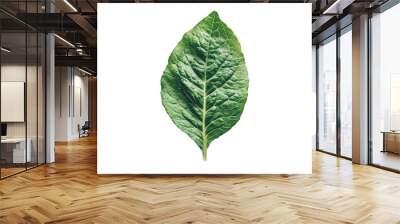 Fresh green lettuce leaf isolated on white. PNG transparent. Wall mural