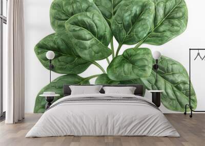 Spinach isolated on a transparent background Wall mural