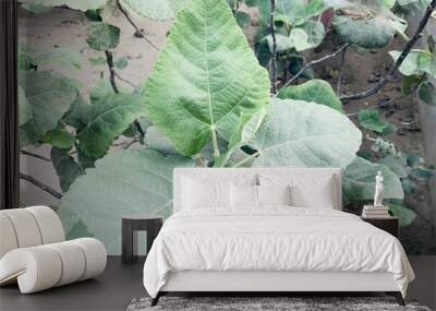 Fig Plant (Ficus palmata). Green raw fruits and leaves of a fig tree grow on a branch in early spring. Figs are an ancient biblical cultivated plant rich in vitamins.Pakistan style.Fresh green fruits. Wall mural