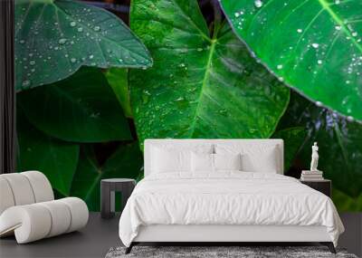 Fresh Green Closeup of Taro (Colocasia esculenta) Plant Leaves with Rain Drops or Morning Dew. Also known as Elephant Ear Plants or Arbi Leaf in Hindi. Wall mural