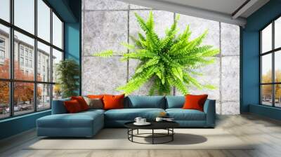 Beautiful green adult fern plant in a pot viewed from above Wall mural