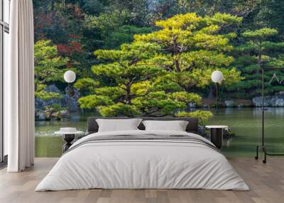 Pinus thunbergii or Japanese black pine (Kuromatsu) On an islet near .Kinkaku-ji (Golden Pavilion) temple. Autumn colors and Fall foliage in the background. Kyoto, Japan Wall mural