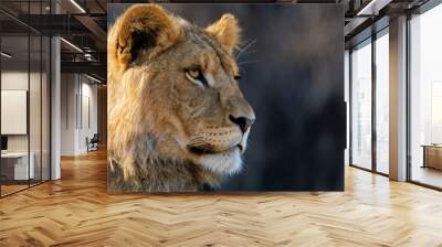 Close-up of a young male lion (Panthera leo) in profile, with focus on its facial features and mane. The photograph has a blurred background which highlights the animal's head and mane. Wall mural