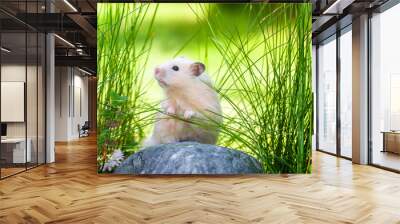 Cute hamster (Syrian hamster) on a rock. Wall mural