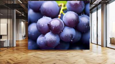 Close up bunch of red wine grapes hanging on vine in summer vineyard, tasty fresh ripe dark grape bunches hanging on branch. Wall mural