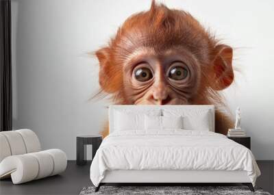 portrait cute baby monkey ape orang utan face with beautiful eyes looking front isolated on white background Wall mural