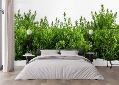 elongated green bushes isolated on transparent background Wall mural