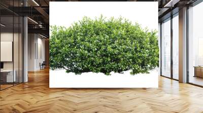 green bushes isolated on transparent background Wall mural