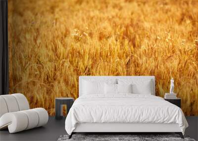 Yellow wheat field ready for farming in summer time. Wall mural