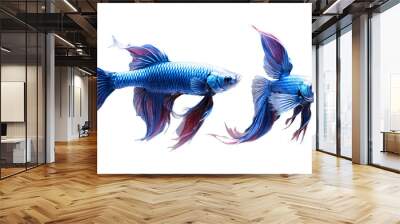 Two Blue Betta Fish with Flowing Fins Wall mural