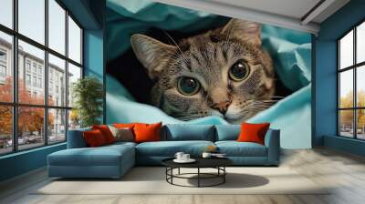 A cat peeks out from under a blue blanket. This photo is perfect for illustrating pet care, adoption, and animal love themes. Wall mural