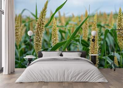 A field of tall, green corn plants with brown tips Wall mural