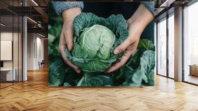 Hands holding a fresh cabbage. It's perfect for showcasing the growth and harvest of organic produce. Wall mural