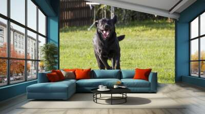 young female Labrador retriever running Wall mural