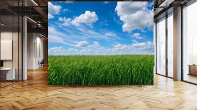 Beautiful green wheat field with blue sky and white clouds in summer Wall mural