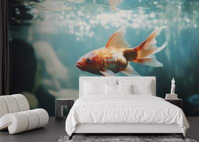 Close up of goldfish swimming in an aquarium tank Wall mural