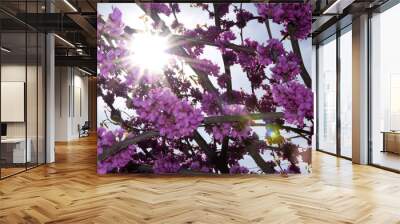 The rays of the bright spring sun break through the branches of a tree with bright pink flowers, and create a beautiful geometry. Wall mural