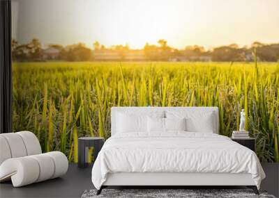 Beautiful paddy rice field at sunset Wall mural