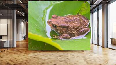 top view of brown toad on water lily leaf Wall mural