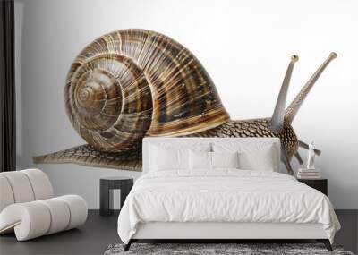 Closeup of snail full body lenght on a transparent background Wall mural