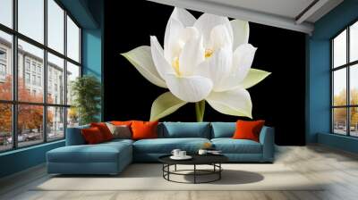 close up of white lotus flower isolated on black background. Wall mural