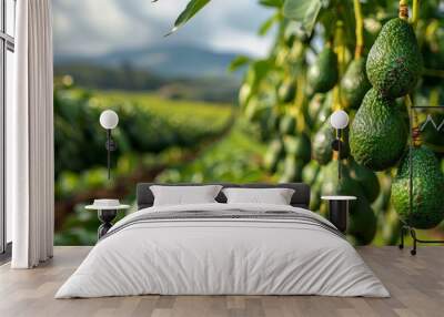 A close-up image of a bunch of green avocados hanging from a tree branch, ready to be harvested. Wall mural