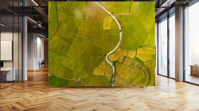 Above golden paddy field during harvest season. Beautiful field sown with agricultural crops and photographed from above. top view agricultural landscape areas the green and yellow rice fields. Wall mural