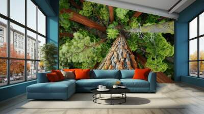 an ancient redwood forest showcasing the play of light and shadows Wall mural