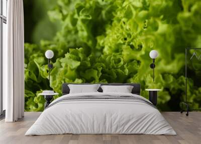 Fresh green salad leaves, close up with selective focus Wall mural