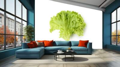 Leaf of green salad isolated on white background Wall mural