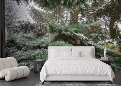 snow covered pine tree Wall mural