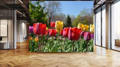 A tulip garden in spring with bright reds, yellows, and purples, under a clear sky Wall mural