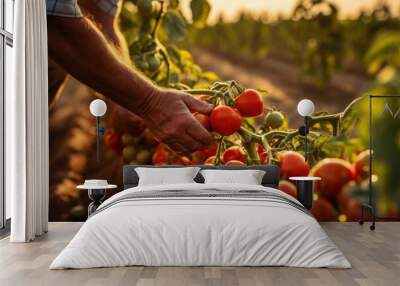 Farmers harvest tomatoes in a tomato plantation garden. Wall mural