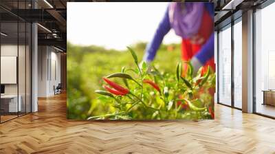 Red chili peppers in the harvest season in an agricultural chili farm. Wall mural