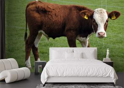 cow and calf Wall mural