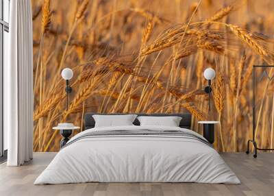 golden wheat field and sunny day. Ripe yellow wheat ears in the harvest season Wall mural