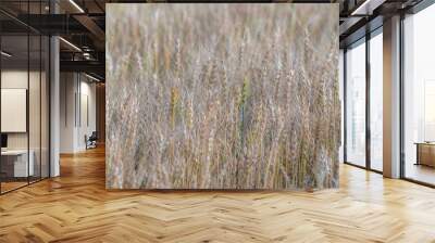 Yellow and green wheat field and sunny day. Ripe yellow wheat ears in the farm land Wall mural