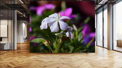 Catharanthus roseus White Beautiful Flowers With Blur Flower Background Wall mural