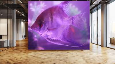 Small beautiful long fins angelfish closeup in fish tank Wall mural