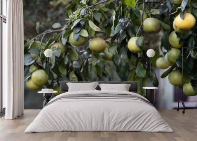 Citrus Mandarin Oranges Plant. Backyard Fruit Garden. Unripe Juicy Fruits. Self Sufficient Gardening concept. Wall mural